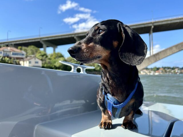 GoBoat Sydney with Dog