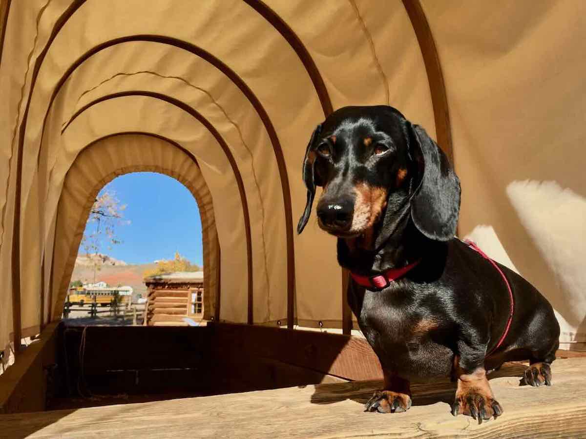 What Is Required To Bring A Dog Into The Usa