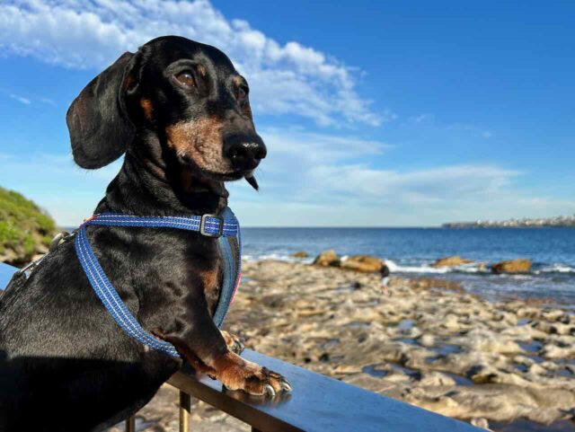 Bondi to Coogee Coastal Walk with a Dog