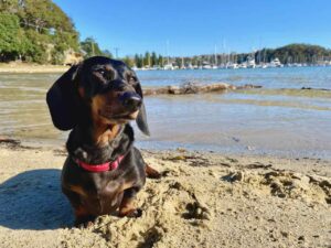 Clontarf Dog Beach