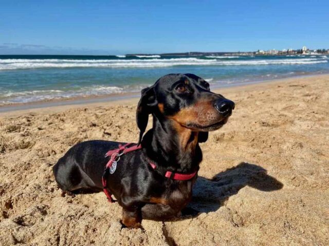 Cronulla Dog Beach