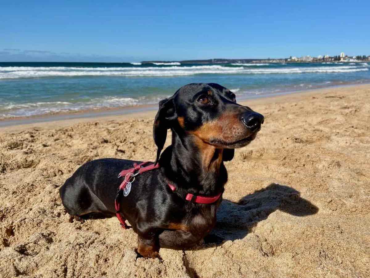 Can Dogs Go In The Ocean can-dogs-go-in-the-ocean