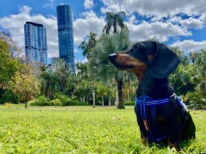 Dog-Friendly Hotels Brisbane