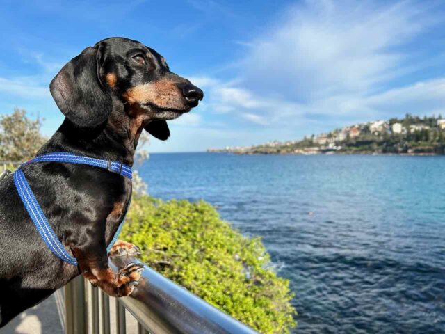 Dog at Coogee Beach Lookout