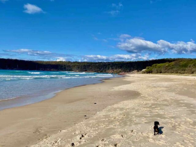 Dog on Lions Park Beach