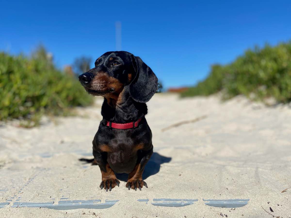Visiting Kurnell Dog Beach with a Dog Travelnuity