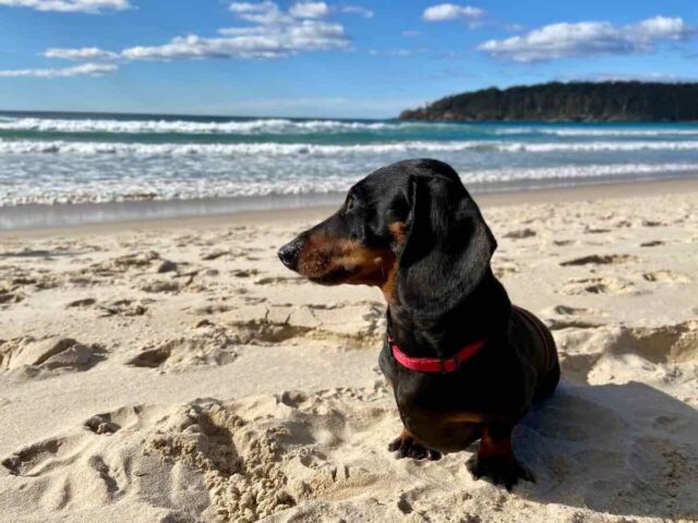 Lions Park Beach Pambula