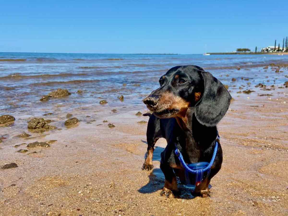 Visiting Redcliffe Dog Beach with a Dog Travelnuity