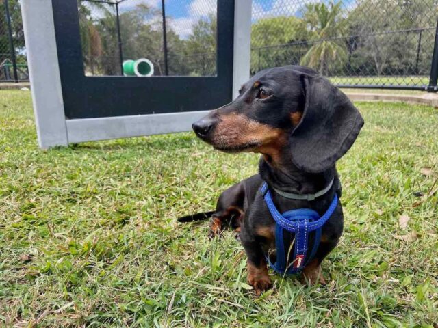 Ayr Dog Park with Dog