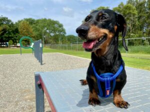 Best Fenced Dog Parks in NSW