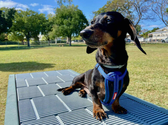 Best Fenced Dog Parks in Queensland