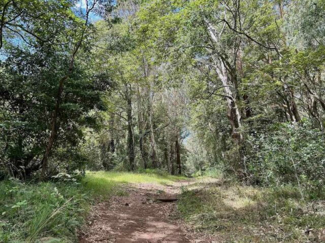 Blackbutt Reserve Trail