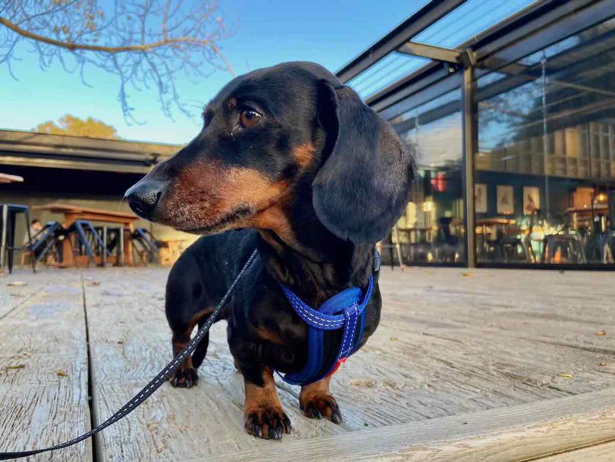 DogFriendly Dunsborough, WA Visiting with a Dog Travelnuity