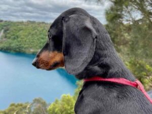 Dog-Friendly Mt Gambier