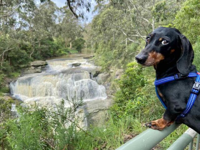 Dog-Friendly Waterfalls Victoria