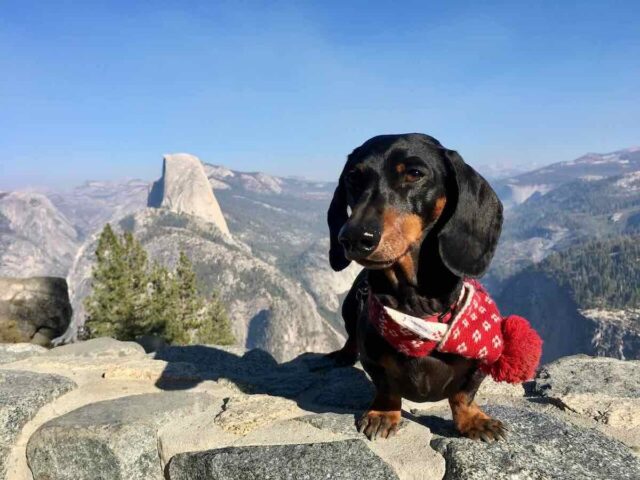 Dog-Friendly Yosemite