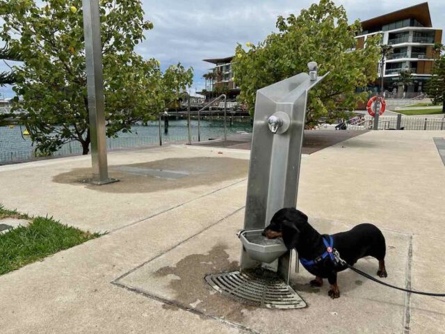 Dog Walking Shell Cove Marina Promenade