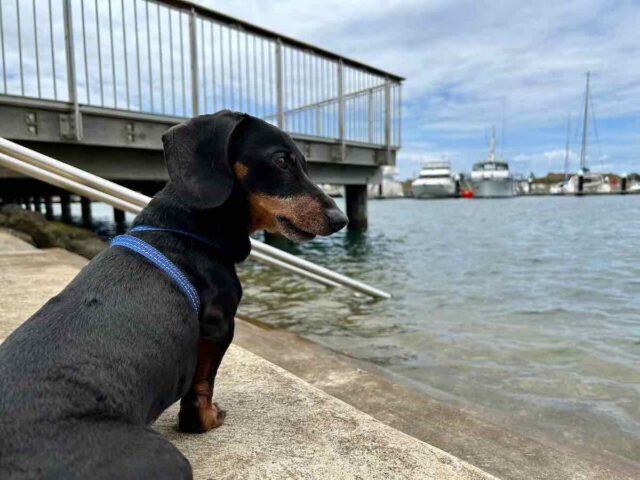 Dog next to Water at Shell Cove Marina