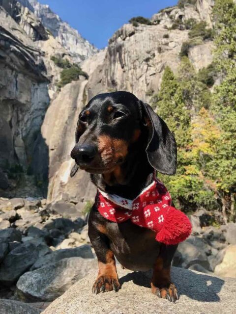 Lower Yosemite Falls with Dog