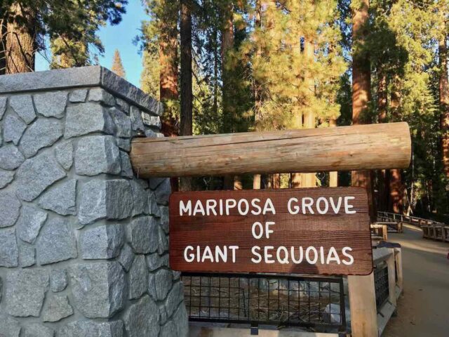 Mariposa Grove of Giant Sequoias