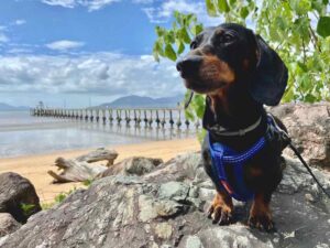 Pet-Friendly Cabins in Queensland