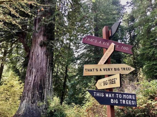 Redwoods Big Tree Signs