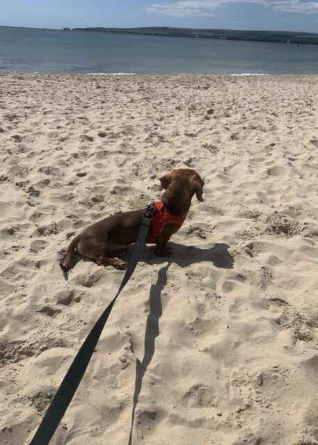 Sandbanks with Dog