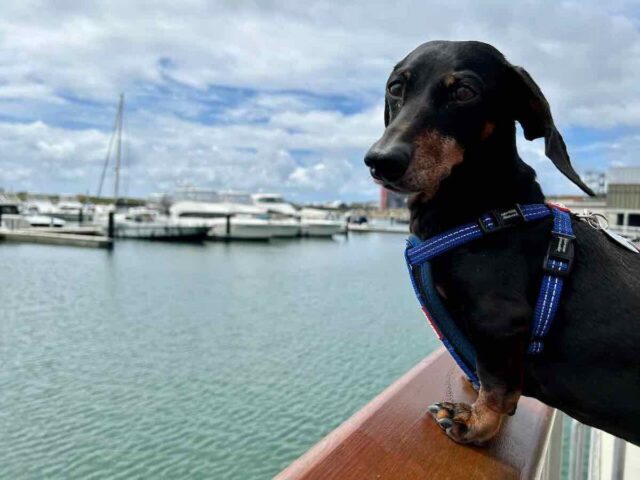 Shell Cove Marina with Dog