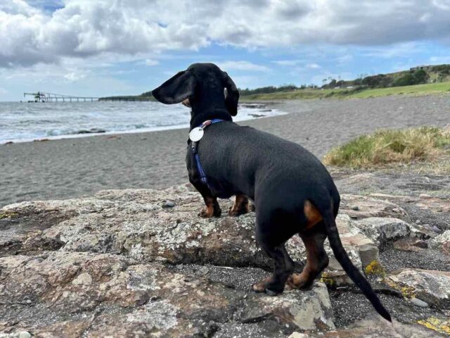 The Shallows Coastal Reserve with Dog