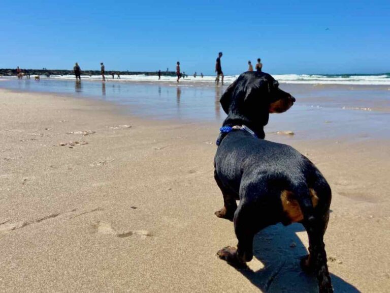 Visiting The Spit Dog Beach at the Gold Coast, QLD Travelnuity