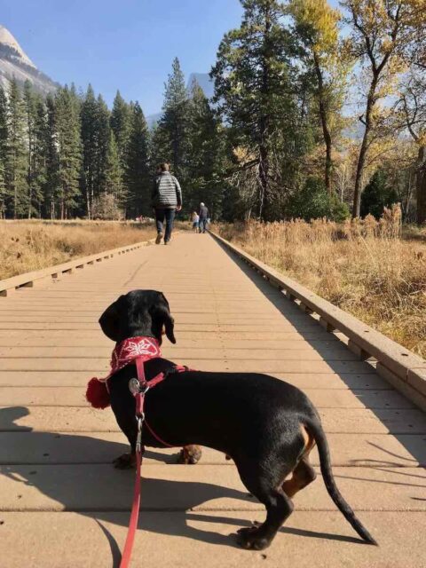 Walking with Dog at Yosemite