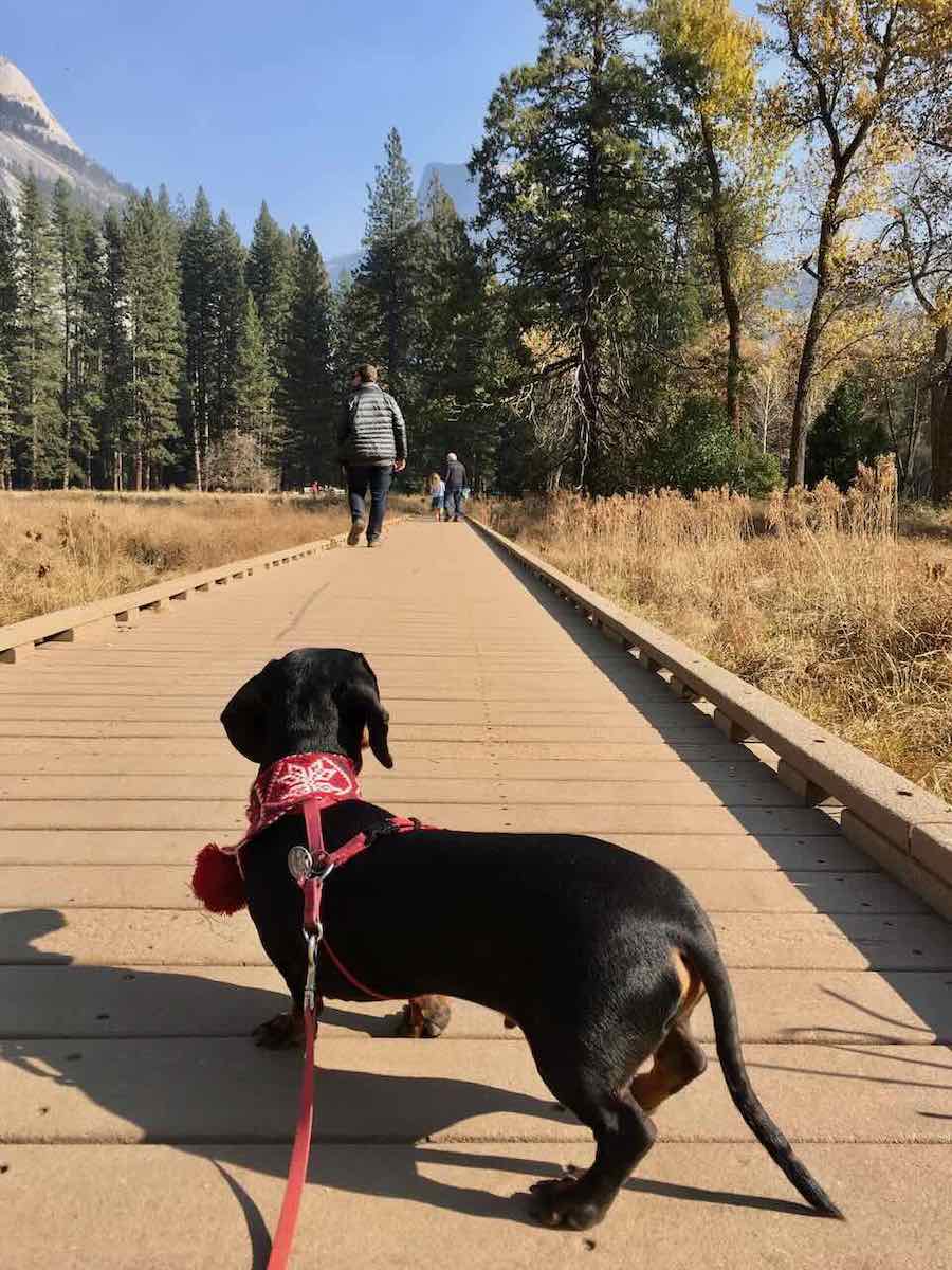 DogFriendly Yosemite Visiting Yosemite NP with a Dog Travelnuity