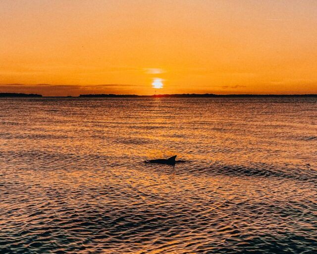 Amelia Island Cruise with Dolphin