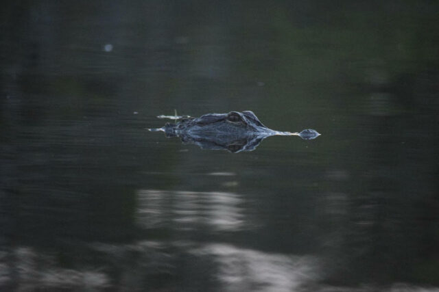 Everglades Alligator