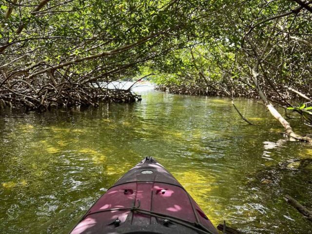 Lazy Dog Adventures in Key West