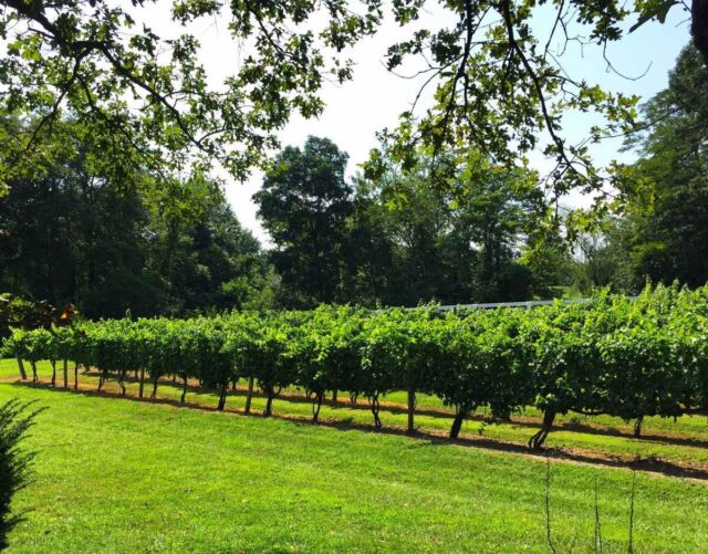 Northern Virginia Vineyard