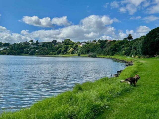 Orakei Basin Off-Leash Dog Walk