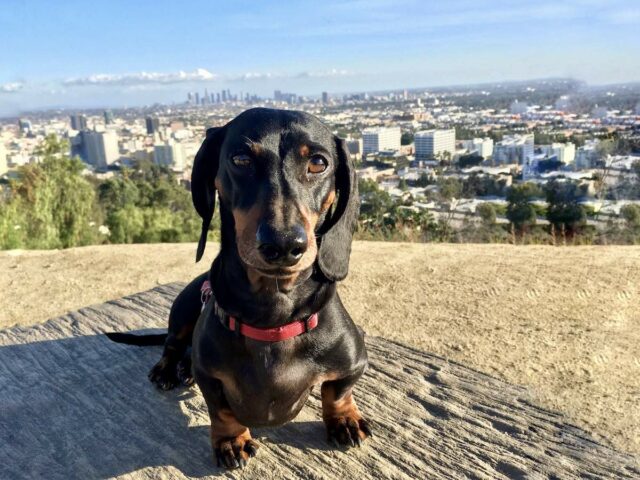 Pet-Friendly Hotels Los Angeles