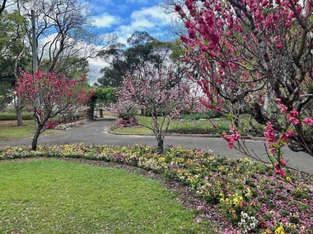 Wistaria Gardens Parramatta Park