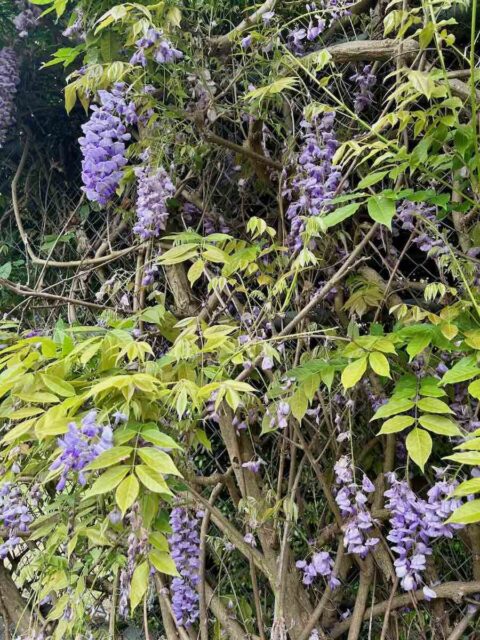 Wisteria at Wistaria Gardens