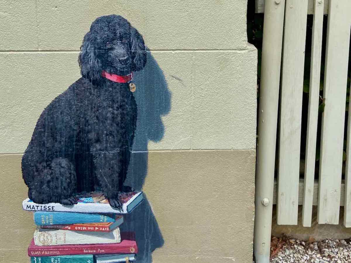 DogFriendly Hobart Visiting Hobart with a Dog Travelnuity