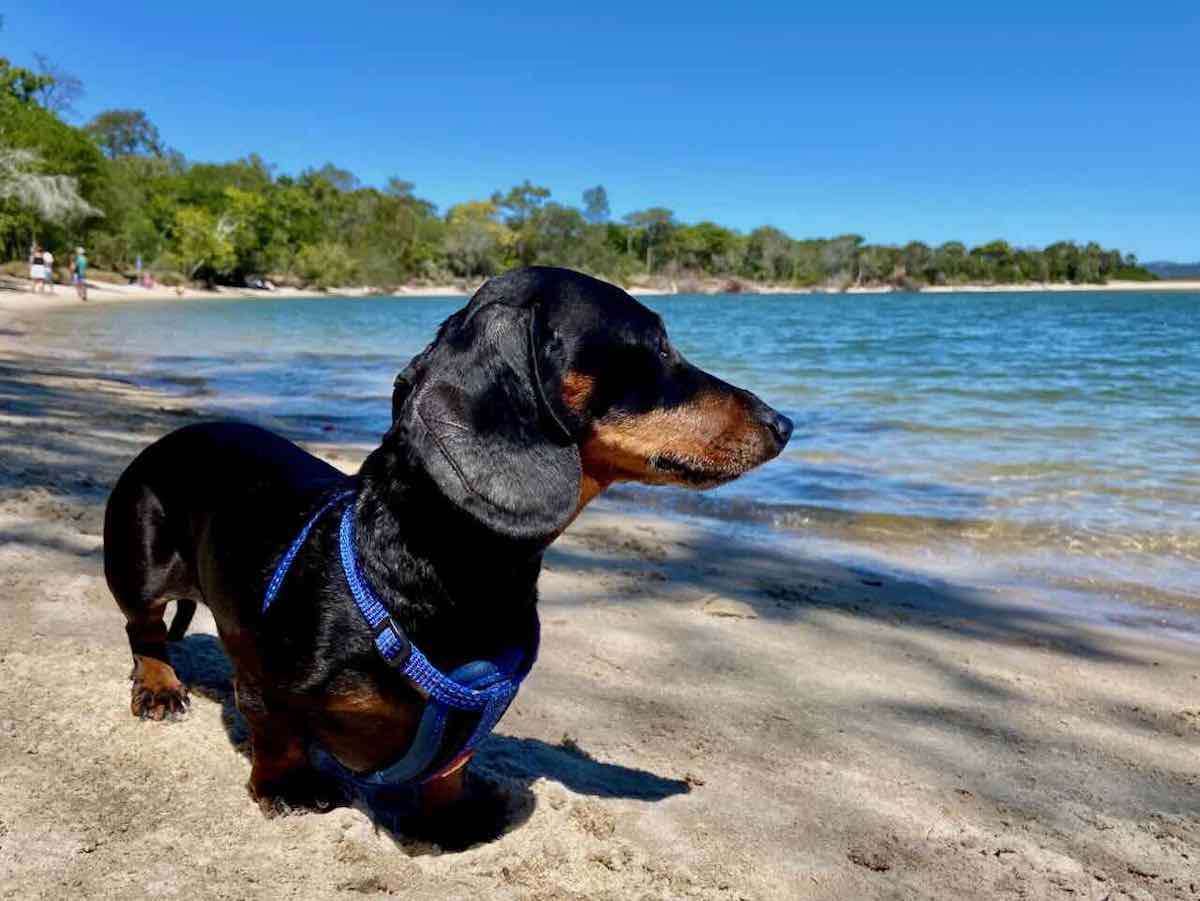 DogFriendly Noosa Visiting Noosa with a Dog Travelnuity