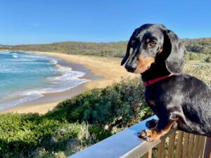 Dog-Friendly South Coast NSW