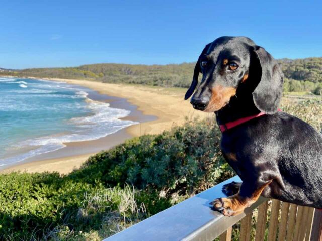 Dog-Friendly South Coast NSW