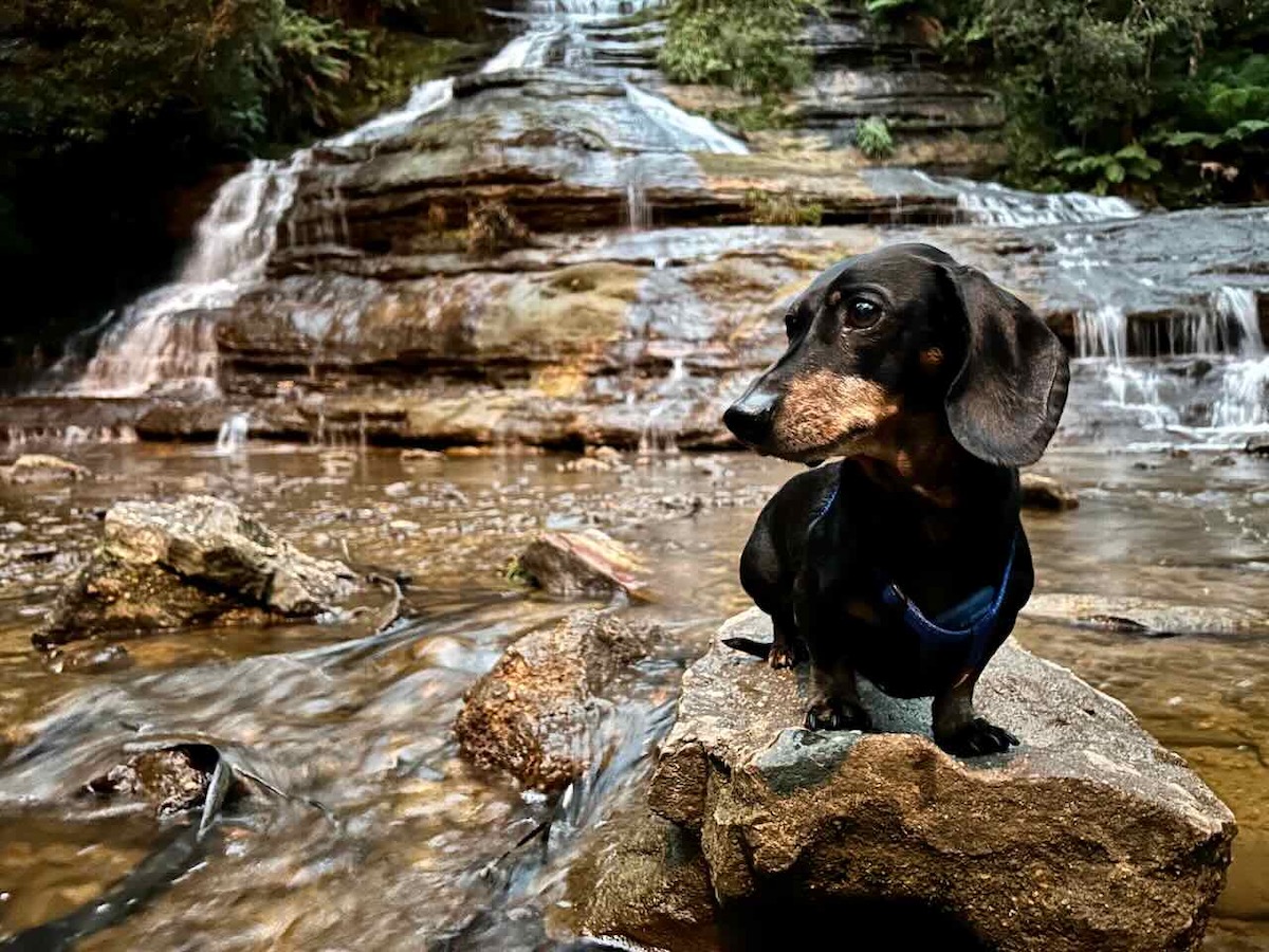 13 Top DogFriendly Walks in the Blue Mountains Travelnuity