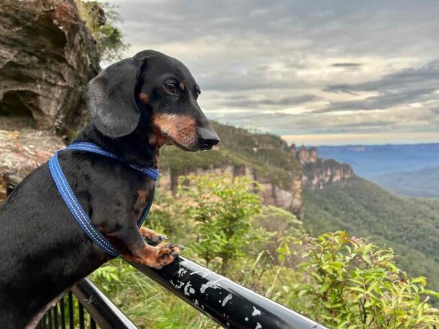 Dog at Orphan Rock Lookout
