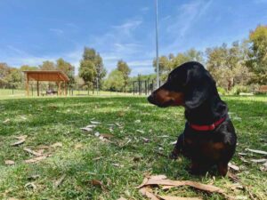 Fenced dog parks in South Australia