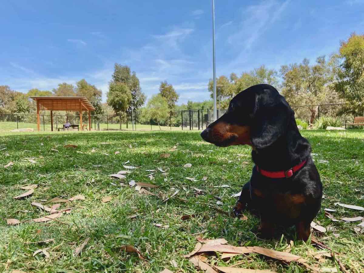 13 of the Best Fenced Dog Parks in South Australia Travelnuity
