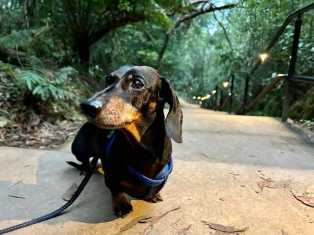 Katoomba Falls Night-Lit Walk with Dog