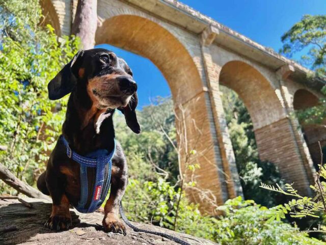Knapstone Viaduct with Dog